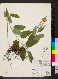 Scutellaria incana image