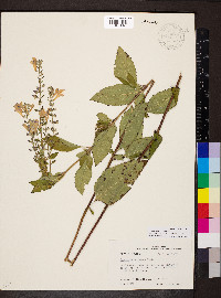 Scutellaria incana image