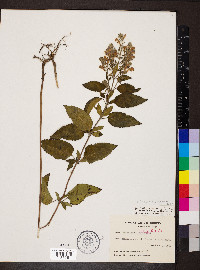 Scutellaria incana image
