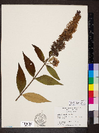 Buddleja davidii image