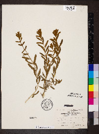 Buddleja scordioides image