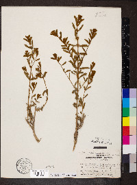 Buddleja scordioides image