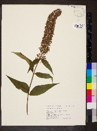 Buddleja davidii image