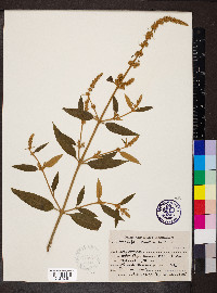 Buddleja asiatica image