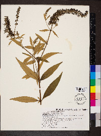 Buddleja davidii image