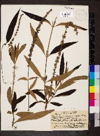 Buddleja madagascariensis image