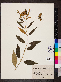 Buddleja madagascariensis image