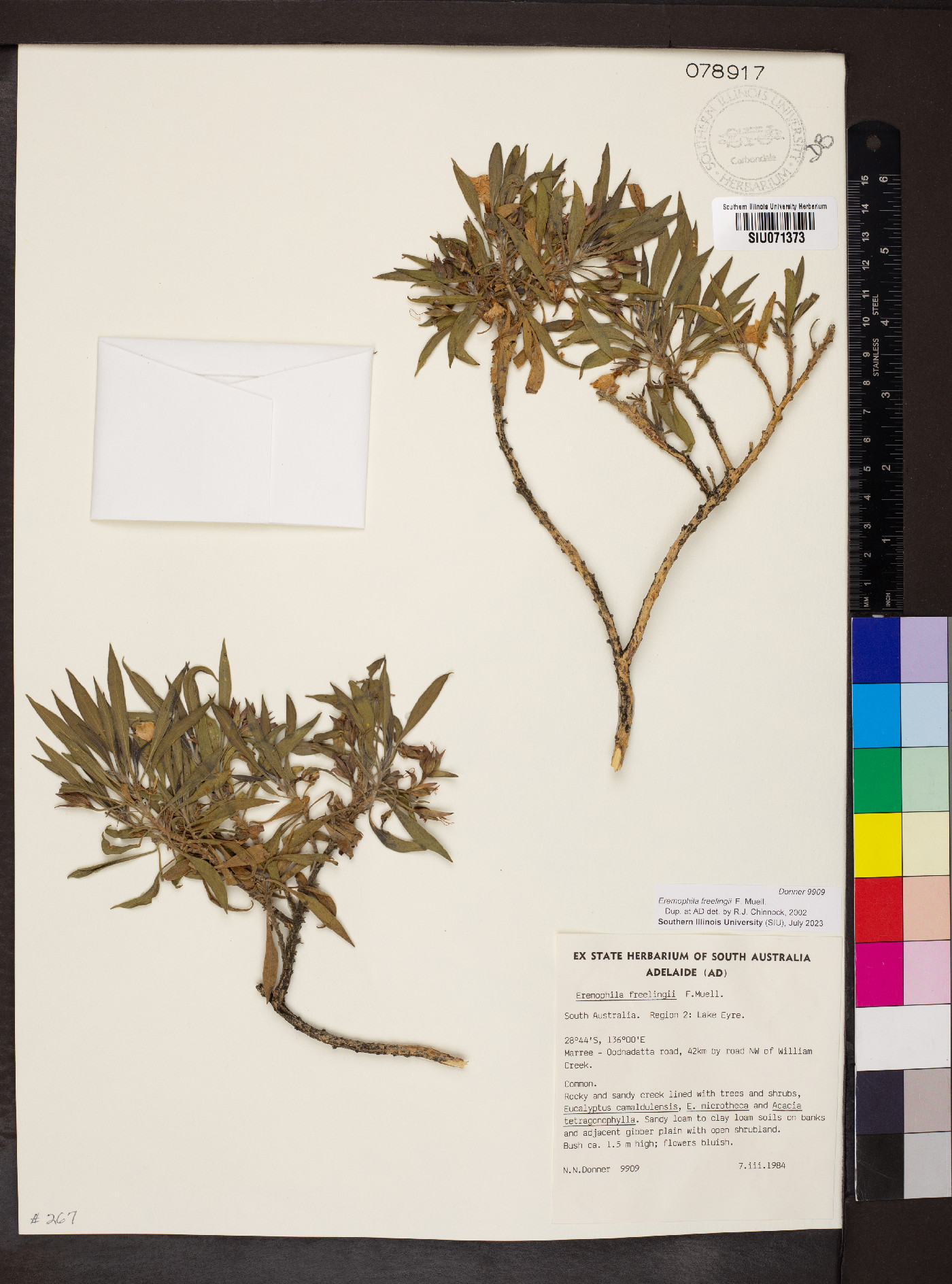 Eremophila freelingii image