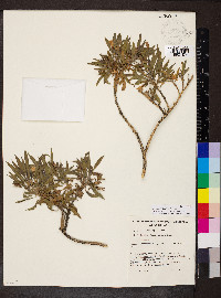 Eremophila freelingii image