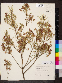 Eremophila alternifolia image