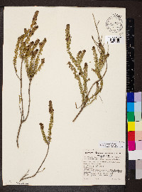 Image of Eremophila crassifolia