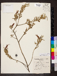 Eremophila glabra subsp. glabra image