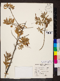 Eremophila glabra subsp. glabra image