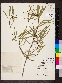 Eremophila longifolia image