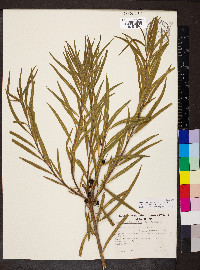 Eremophila longifolia image