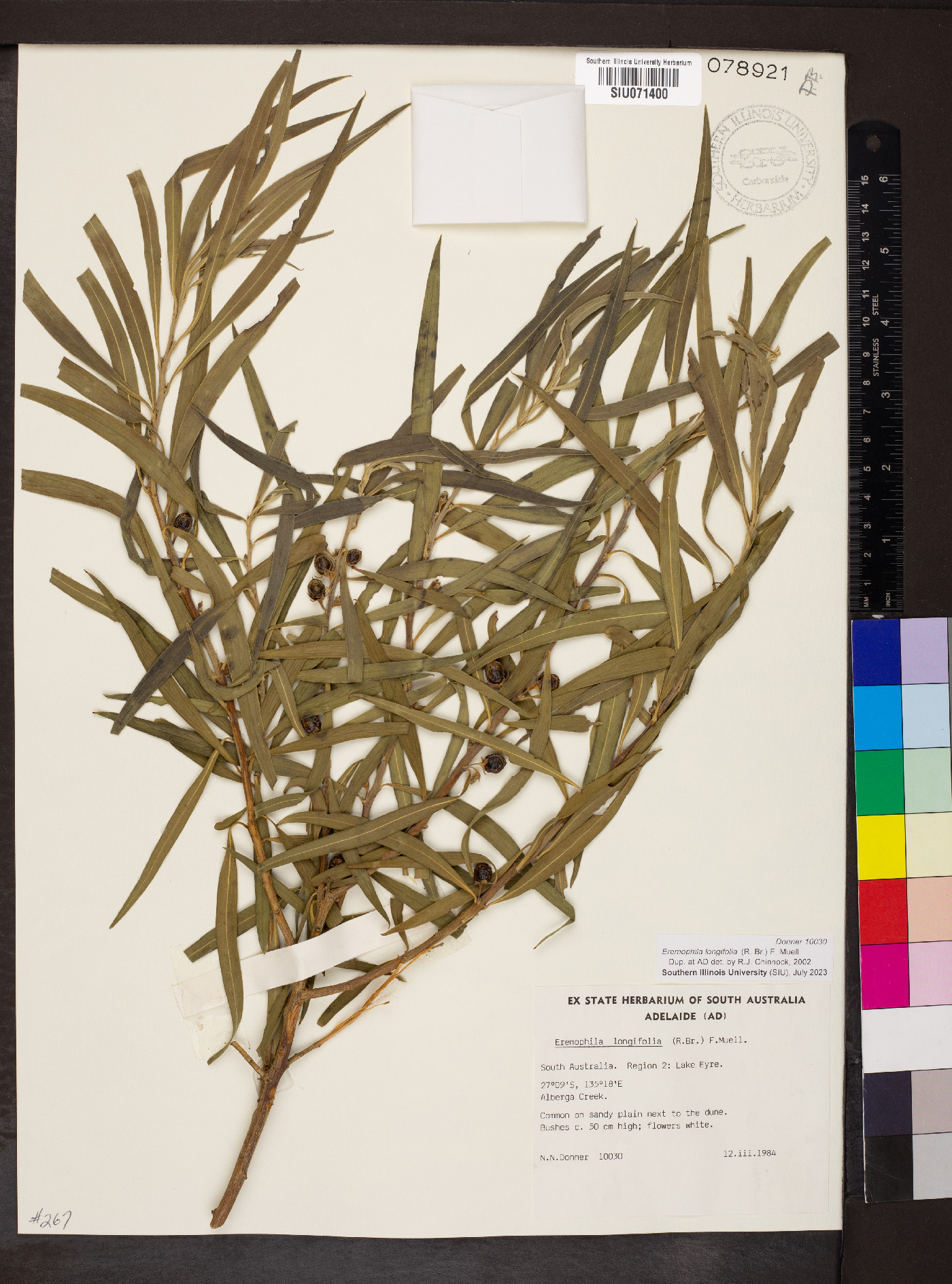 Eremophila longifolia image