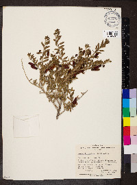 Eremophila maculata image