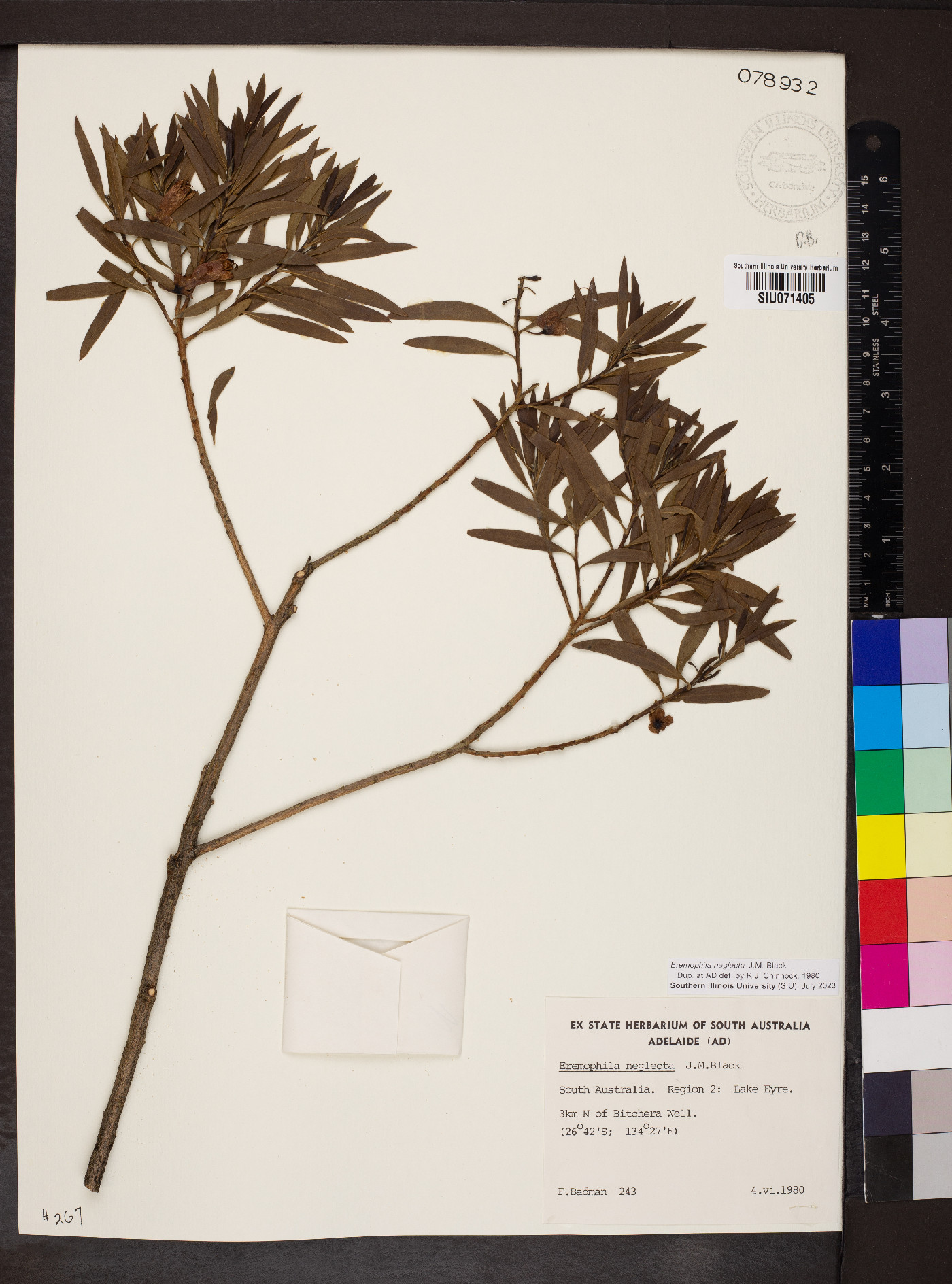 Eremophila neglecta image