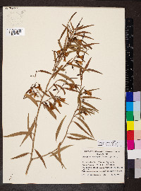 Eremophila santalina image