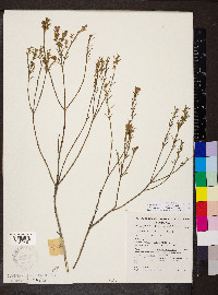 Eremophila scoparia image