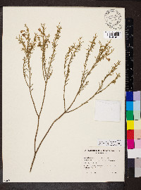 Eremophila scoparia image