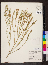 Eremophila scoparia image