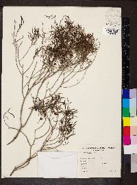 Eremophila sturtii image