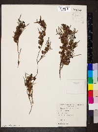 Eremophila sturtii image