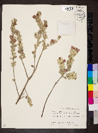 Leucophyllum frutescens image