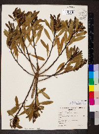 Myoporum insulare image