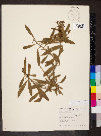 Myoporum tenuifolium image