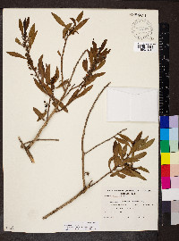 Myoporum tenuifolium image