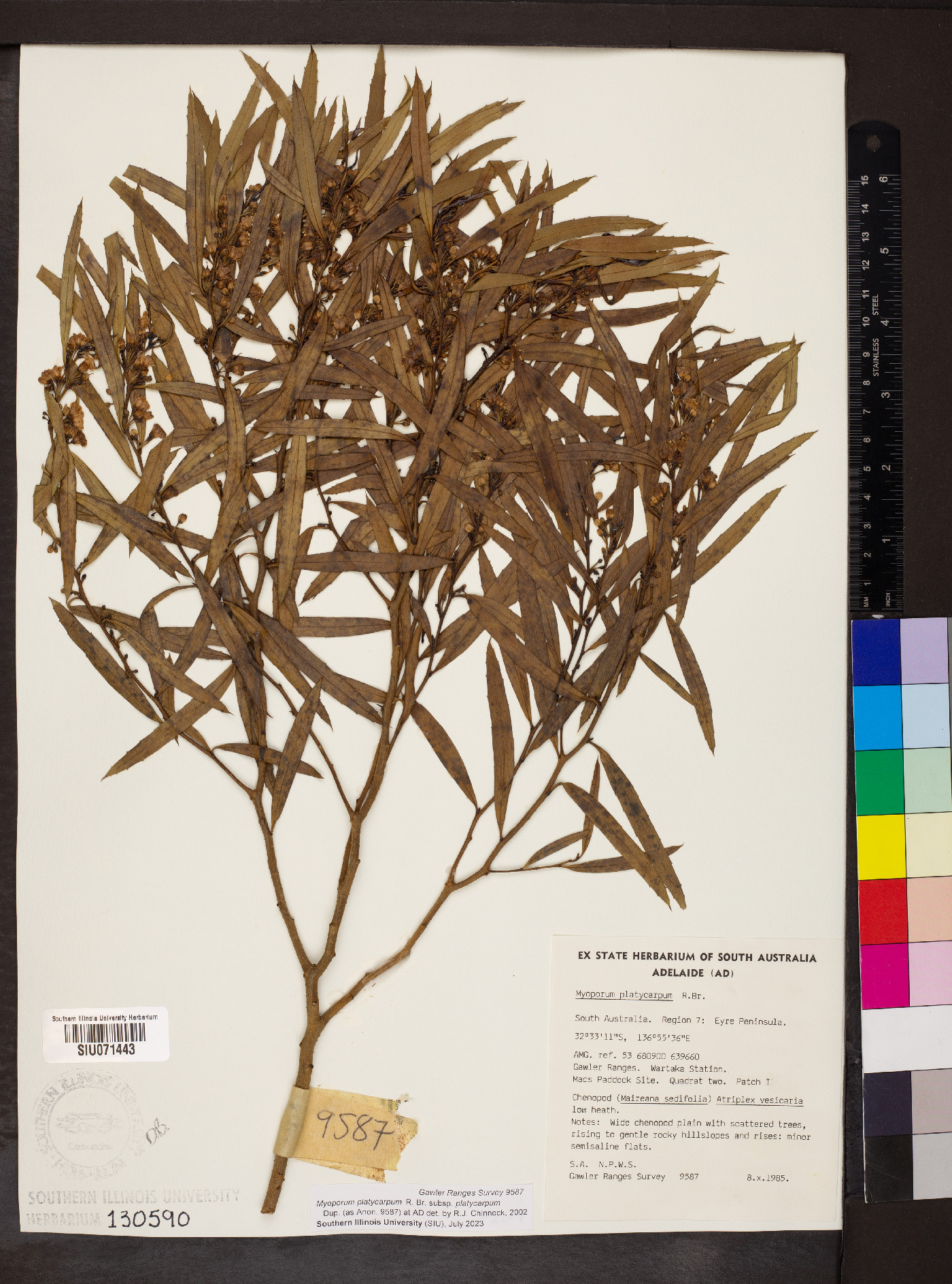 Myoporum platycarpum subsp. platycarpum image