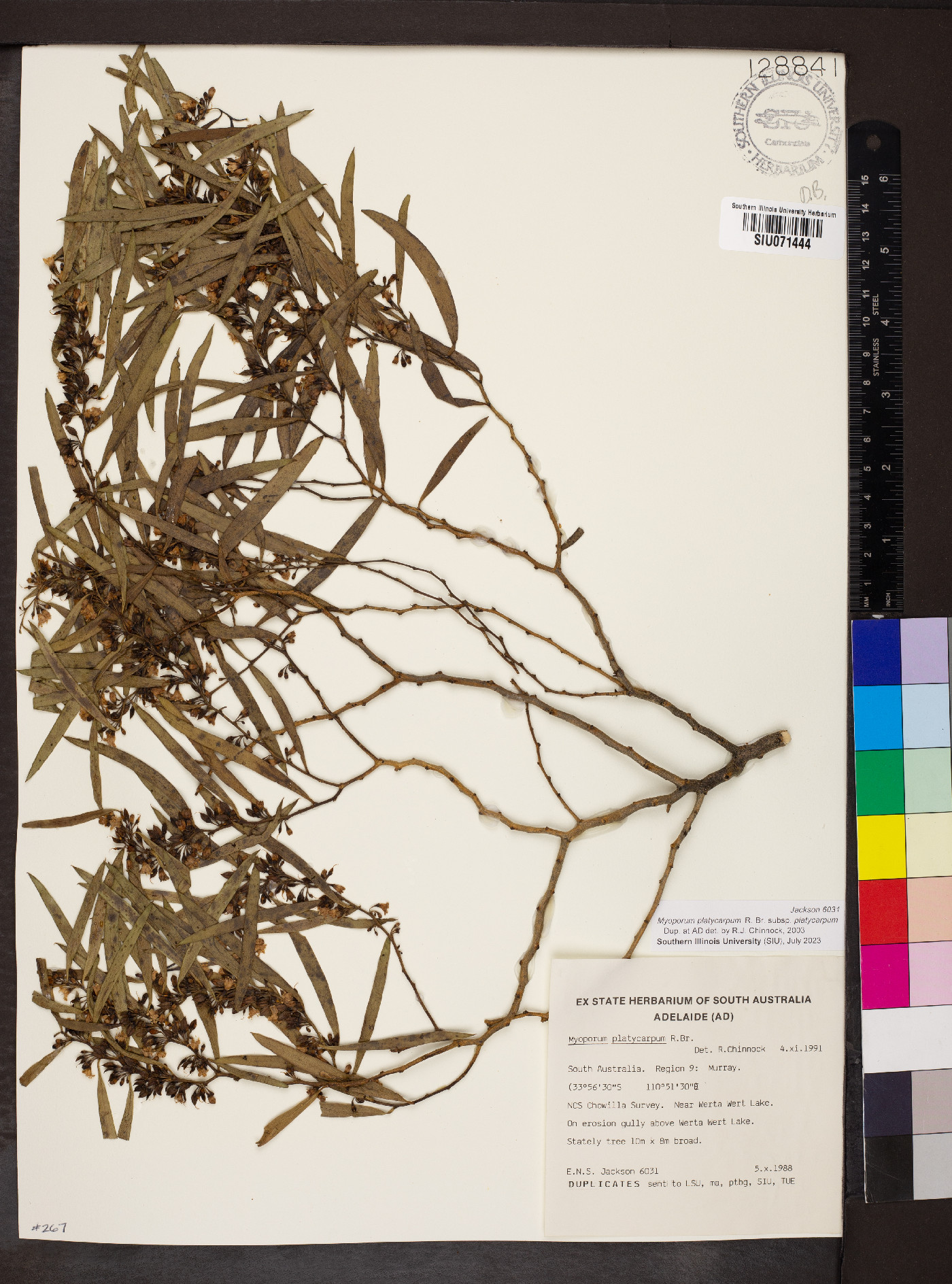 Myoporum platycarpum subsp. platycarpum image