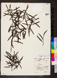 Myoporum platycarpum image