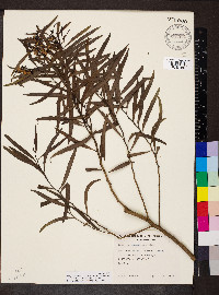 Myoporum platycarpum image