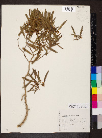 Myoporum platycarpum image