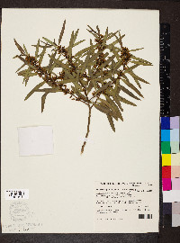 Myoporum platycarpum image