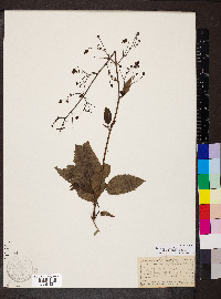 Scrophularia marilandica image