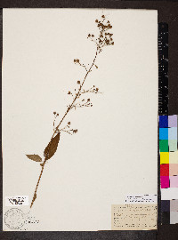 Scrophularia marilandica image