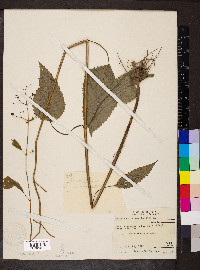 Scrophularia marilandica image