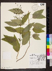 Scrophularia marilandica image