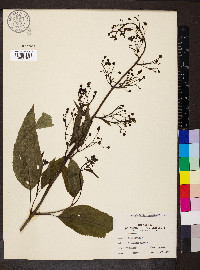 Scrophularia marilandica image