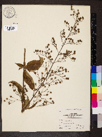 Scrophularia marilandica image