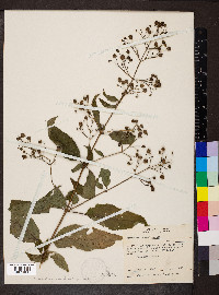 Scrophularia marilandica image