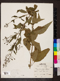 Scrophularia marilandica image