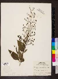 Scrophularia marilandica image