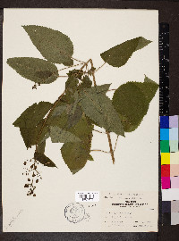 Scrophularia marilandica image