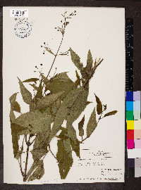 Scrophularia marilandica image