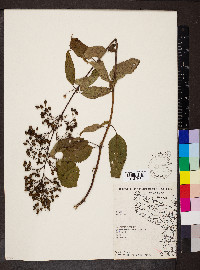 Scrophularia marilandica image